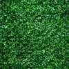 Grass Wall (vinyl)