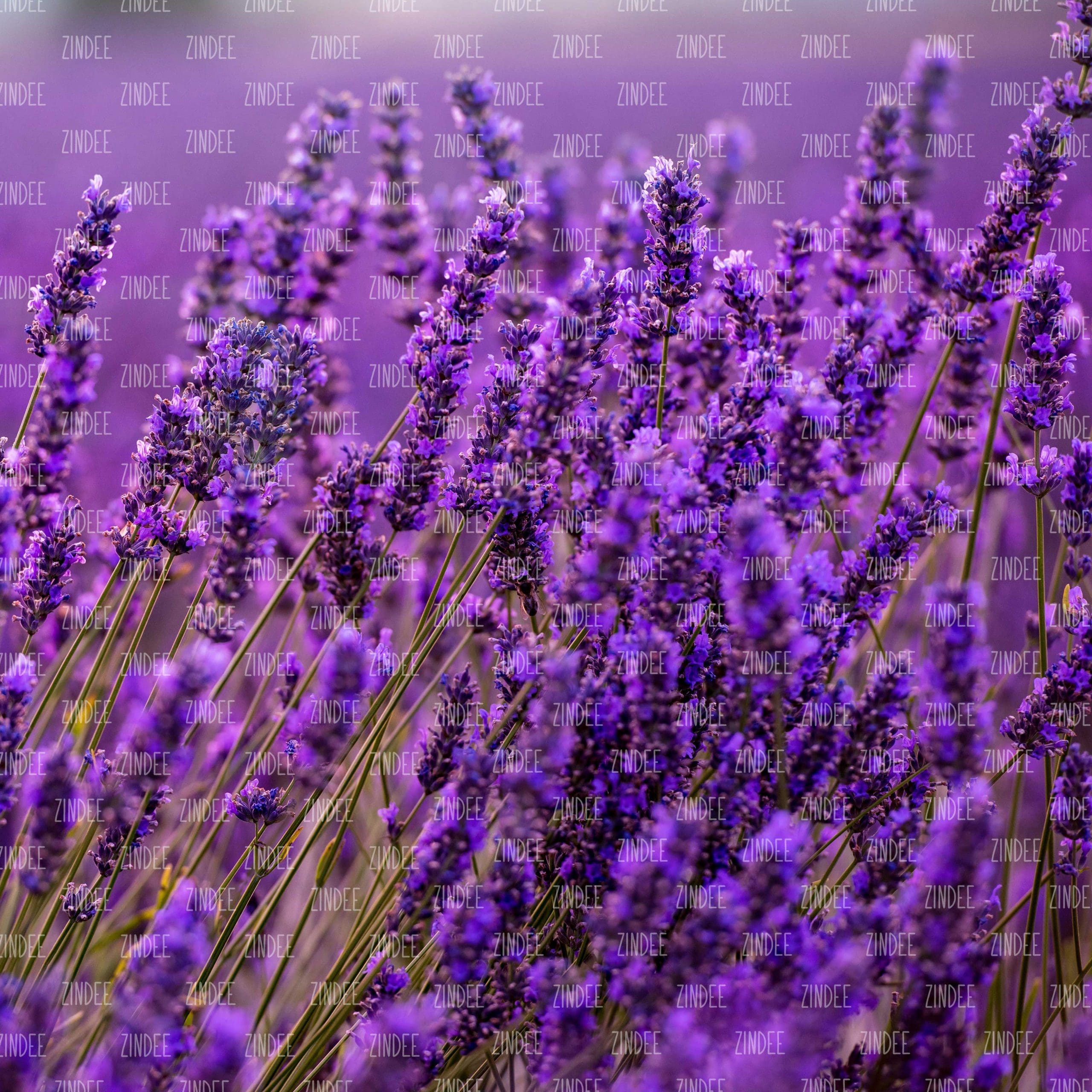 Lavender Farm (vinyl)
