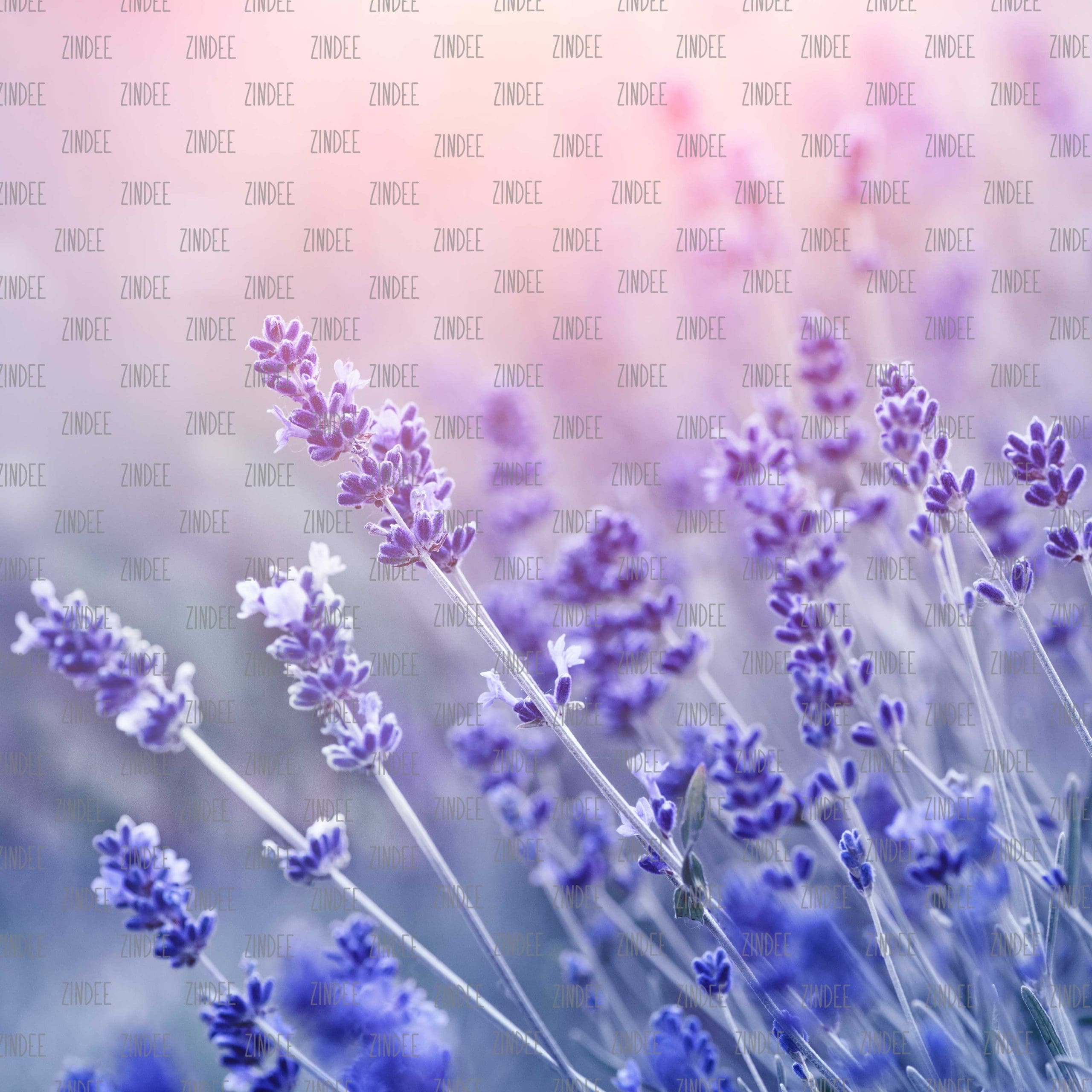 Lavender Dainty (vinyl)