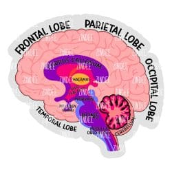 Labeled Brain – Acrylic Badge Reel Blank (2") No Hole | Optional Sticker or UV DTF